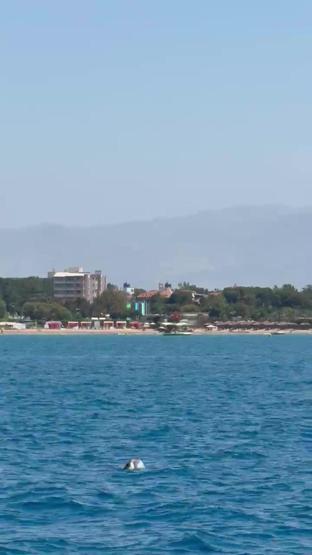 Side açıklarında görüntülendi Turistler heyecan içinde izledi