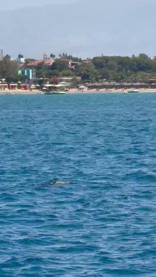Side açıklarında görüntülendi Turistler heyecan içinde izledi