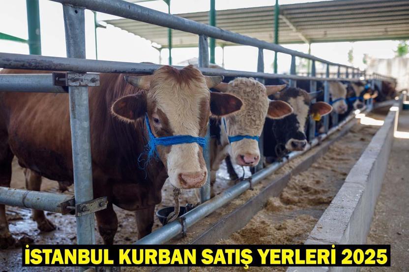 İSTANBUL KURBAN SATIŞ YERLERİ 2025: Kurbanlıklar İstanbula geldi mi Kurban pazarları kuruldu mu