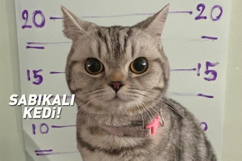 Sosyal medyada viral oldu: Sabıkalı kedi Polisleri ısırdı, pati izi alındı