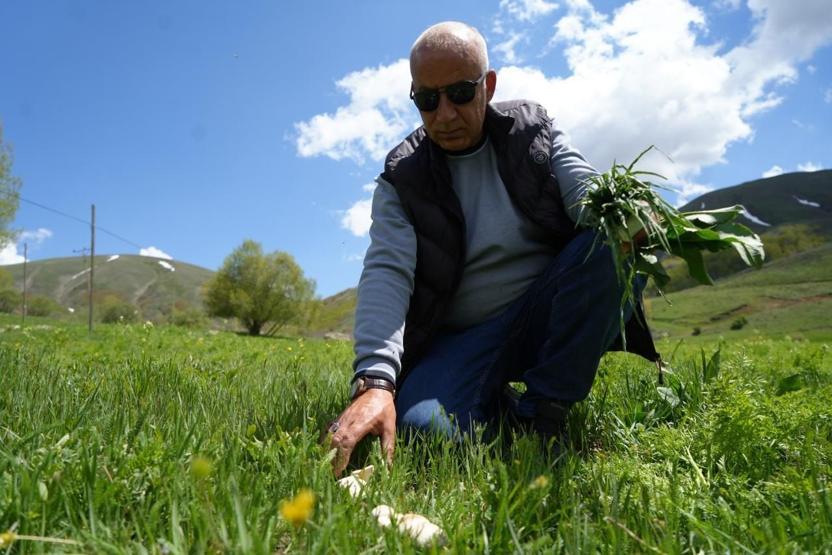 Bin derde deva Dağlardan toplanıyor... Doğal protein deposu Kas ağrılarından sindirim sistemine iyi gelmediği şey yok