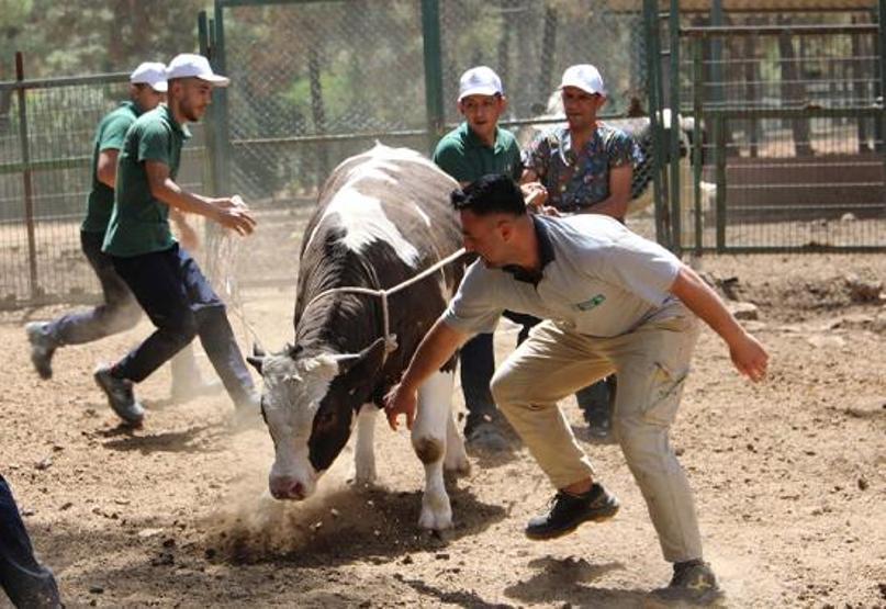 Uçanı kaçanı yakalayacaklar: Kurban yakalama timi göreve hazır