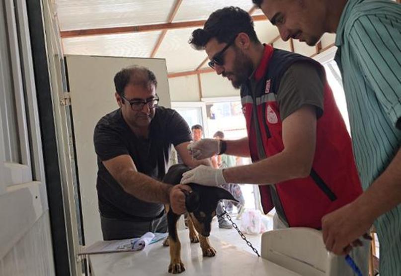 Hatayda kuduz alarmı: 4 mahalle karantinaya alındı