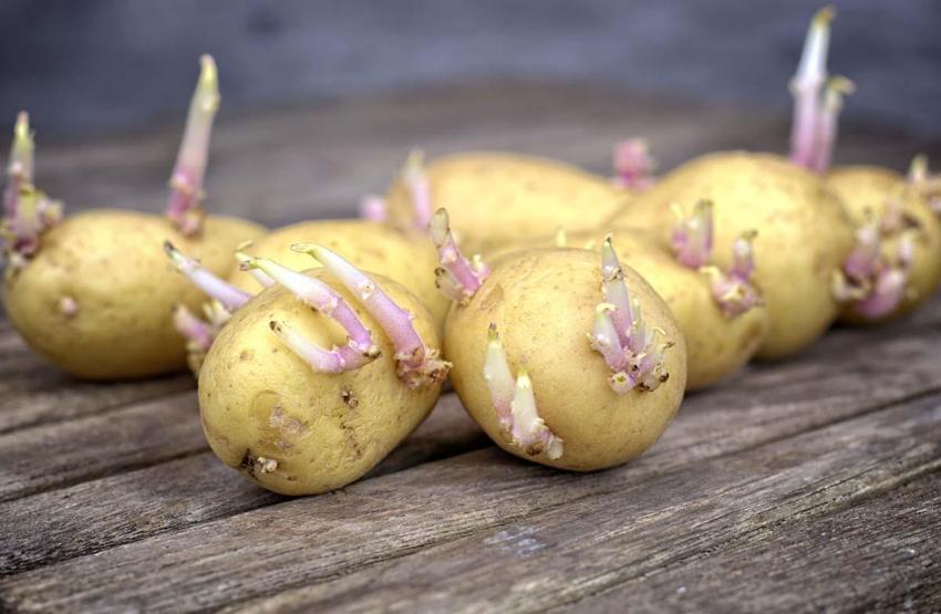 Patates Böyle Görünüyorsa Sakın Tüketmeyin Meğer Zehir Saçıyormuş