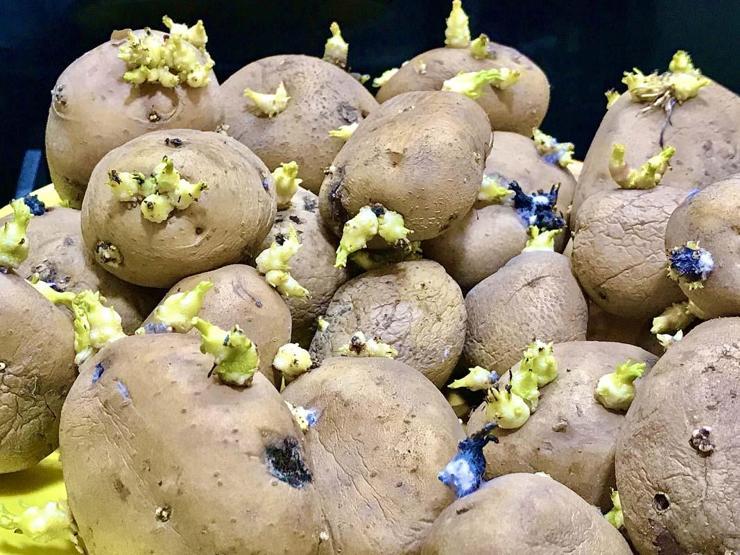 Patates Böyle Görünüyorsa Sakın Tüketmeyin Meğer Zehir Saçıyormuş