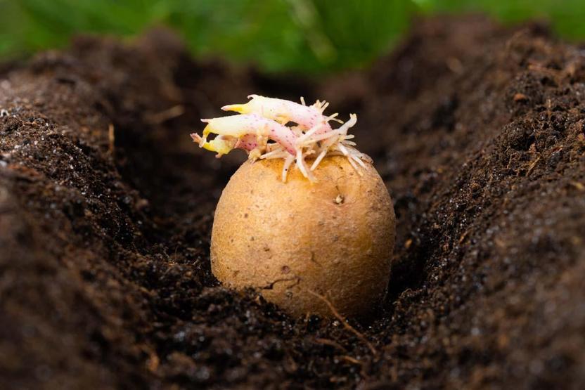 Patates Böyle Görünüyorsa Sakın Tüketmeyin Meğer Zehir Saçıyormuş