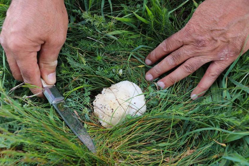 Bedava Protein Doğadan Elleriyle Tek Tek Topluyorlar