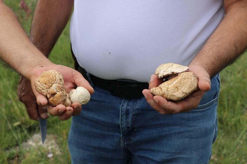 Bedava Protein Doğadan Elleriyle Tek Tek Topluyorlar