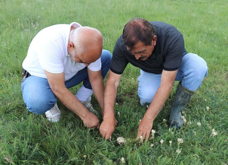 Bedava Protein Doğadan Elleriyle Tek Tek Topluyorlar