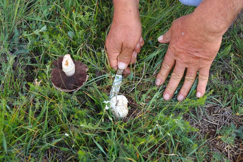 Bedava Protein Doğadan Elleriyle Tek Tek Topluyorlar