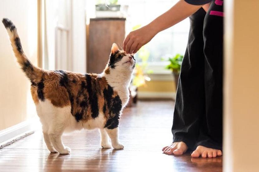 Kediniz Sizi Kokunuzdan Tanıyor Olabilir mi Yeni Araştırma Cevapladı