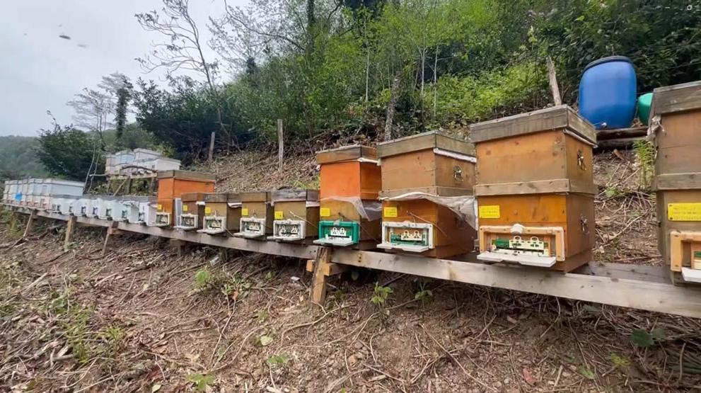 Karadeniz’in Yüksek Kesimlerinde Üretiliyor Adeta Doğal Antibiyotik... Faydası Say Say Bitmiyor Ama Tüketirken Dikkat