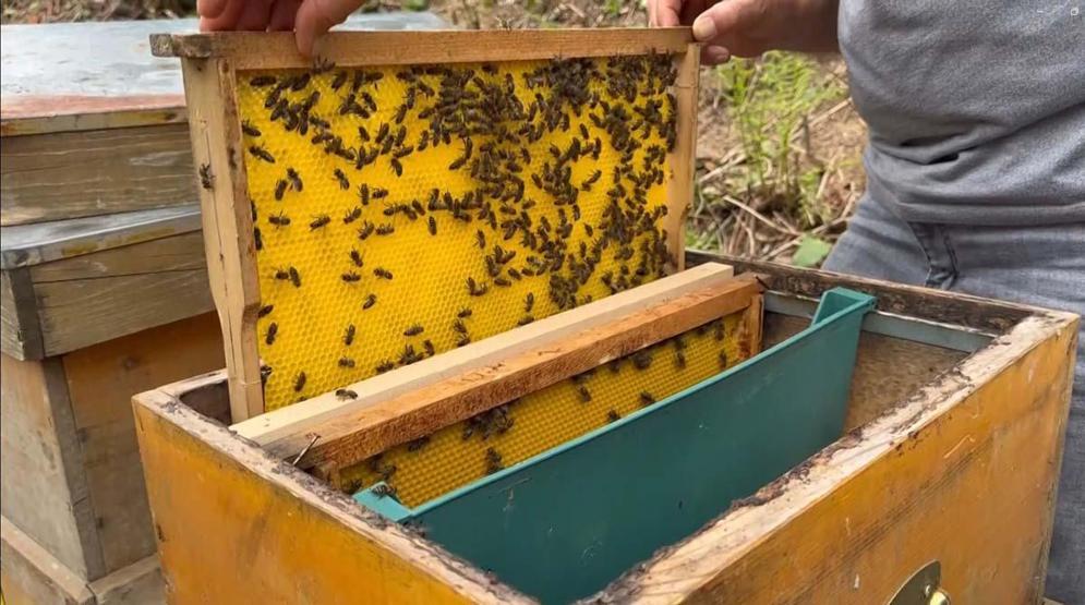 Karadeniz’in Yüksek Kesimlerinde Üretiliyor Adeta Doğal Antibiyotik... Faydası Say Say Bitmiyor Ama Tüketirken Dikkat