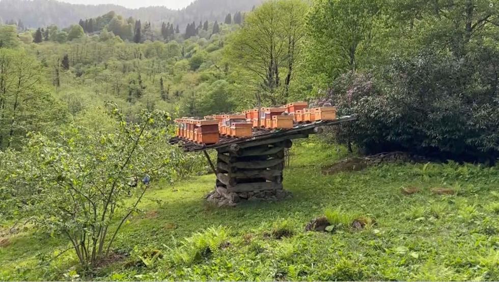 Karadeniz’in Yüksek Kesimlerinde Üretiliyor Adeta Doğal Antibiyotik... Faydası Say Say Bitmiyor Ama Tüketirken Dikkat