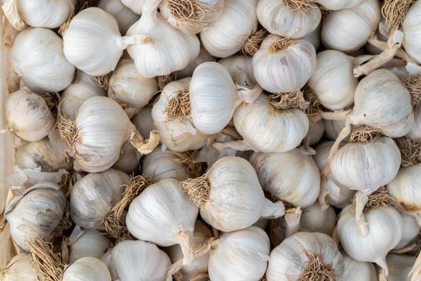 Sarımsak Nasıl Yetişir Türkiyede En İyi Sarımsak Nerede Yetişir