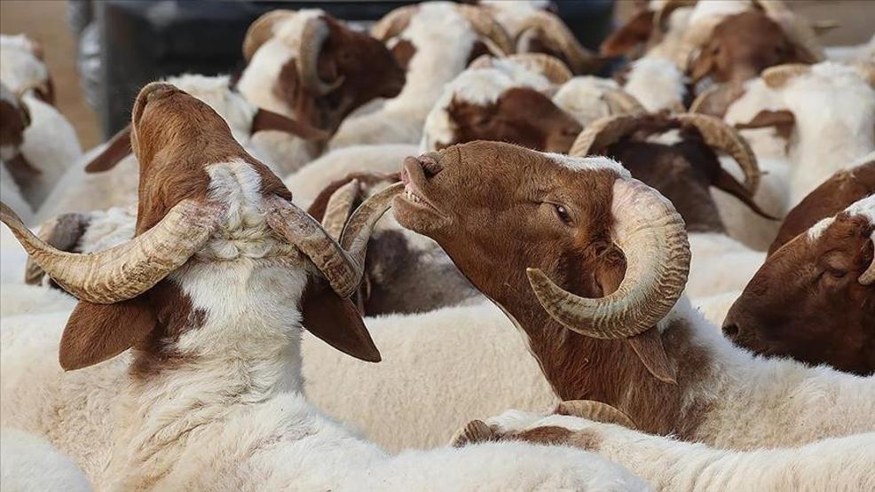HABER.... Bayram öncesi merak edilenler: Kurban edilecek hayvanda bu 4 noktaya dikkat