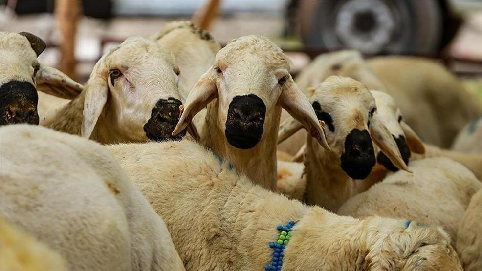 HABER.... Bayram öncesi merak edilenler: Kurban edilecek hayvanda bu 4 noktaya dikkat