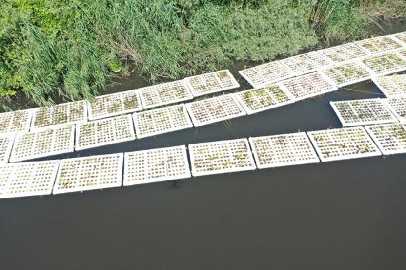 Müsilaja karşı yeni önlem: Çapraz Çayında hayata geçirildi