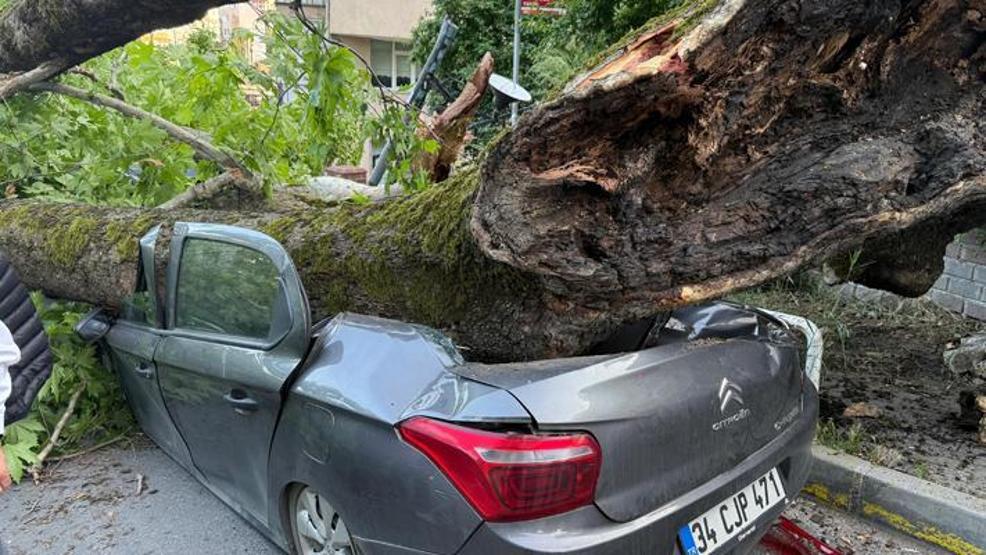 150 yıllık ağaç devrildi: 3 araç kullanılamaz hale geldi