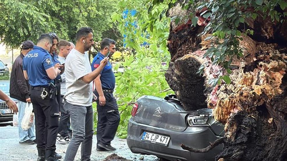 150 yıllık ağaç devrildi: 3 araç kullanılamaz hale geldi
