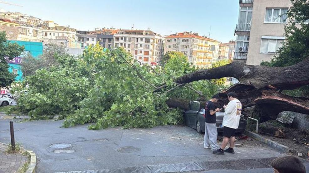 150 yıllık ağaç devrildi: 3 araç kullanılamaz hale geldi