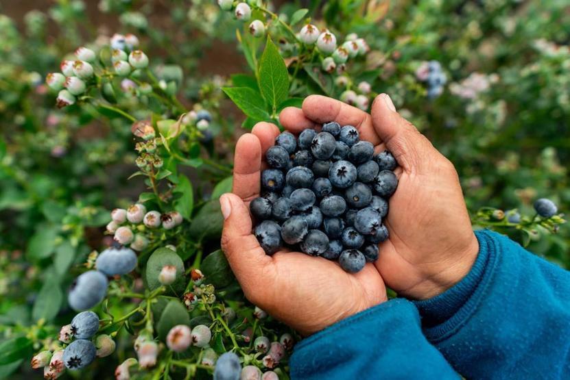Erkeklerde Yaşlanmayı Yavaşlatan 6 Süper Besin Etkileri Kanıtlandı