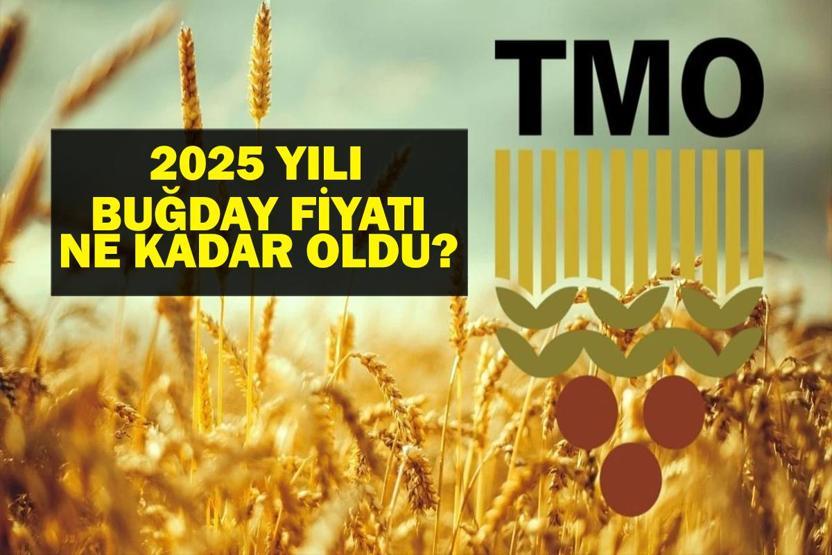 TMO BUĞDAY FİYATLARI 2025: Hububat ve Buğday Alım Fiyatları Ne Kadar Oldu Bu Yıl Arpa ve Buğday Ton Fiyatı Ne Kadar Oldu