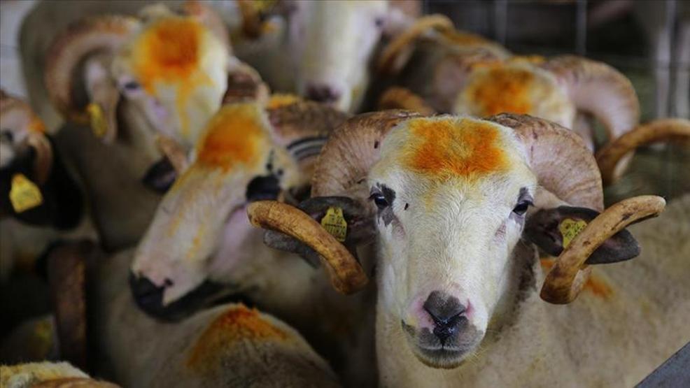 Aman dikkat ekipler uyarıyor Kurban Bayramında dolandırılmayın
