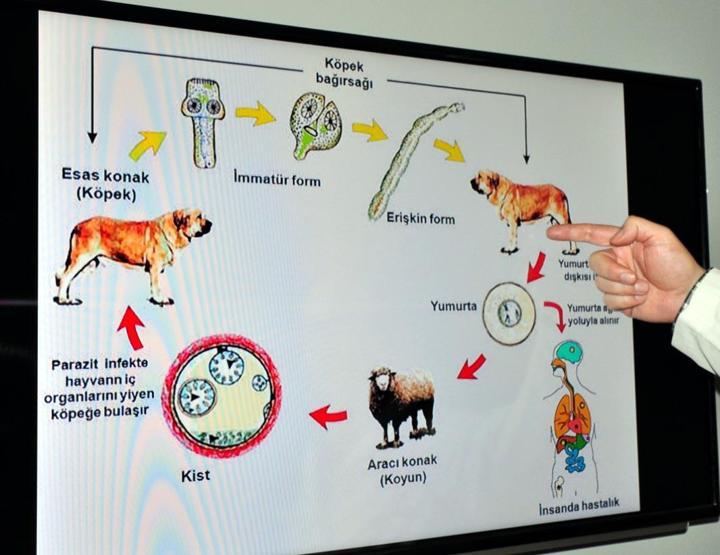 Kurban kesecekler DİKKAT Uzmanlar uyardı: Hayvandan insana geçebilir, gömülerek imha edilmesi lazım