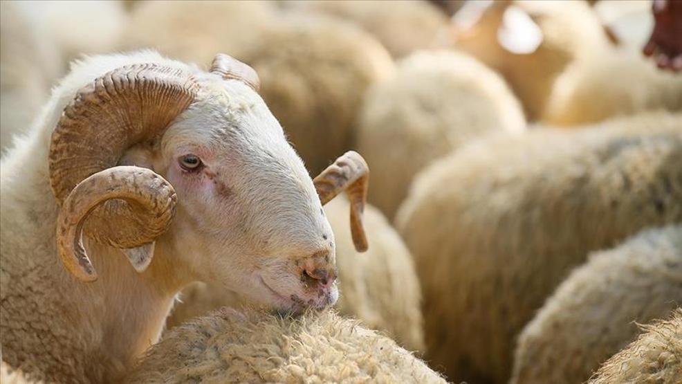 Kurban kesecekler DİKKAT Uzmanlar uyardı: Hayvandan insana geçebilir, gömülerek imha edilmesi lazım