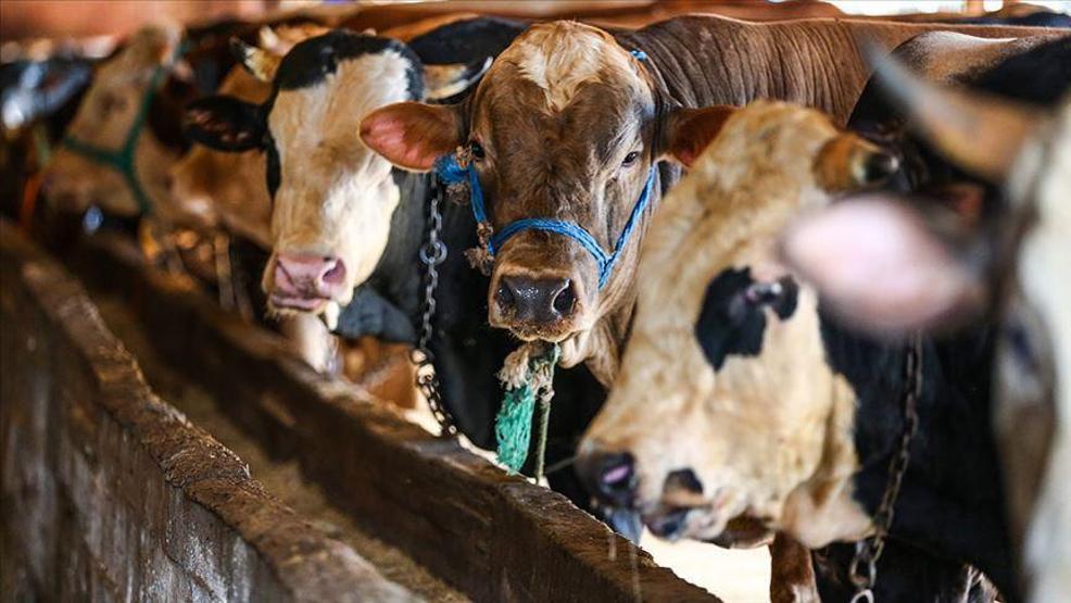 Kurbanlık seçerken mutlaka bunlara dikkat edin: Uzmanlar tek tek uyardı