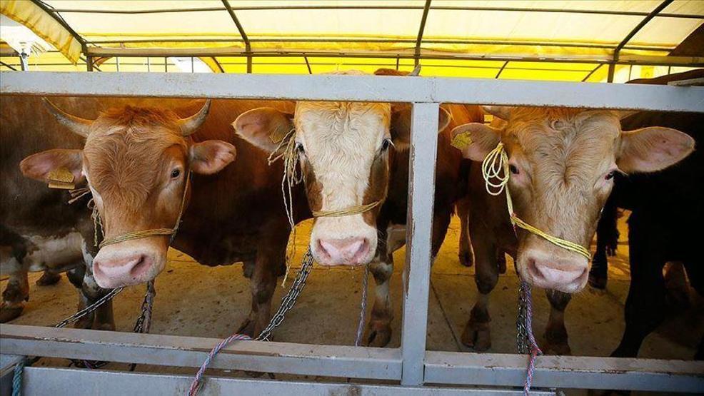 Kurbanlık seçerken mutlaka bunlara dikkat edin: Uzmanlar tek tek uyardı