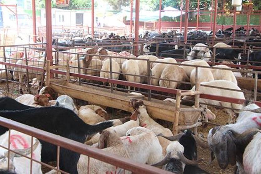 Uzman isim uyardı: Kurban etini serin ortamda dinlendirip, iç sıcaklığı 70 derece üzerinde pişirin