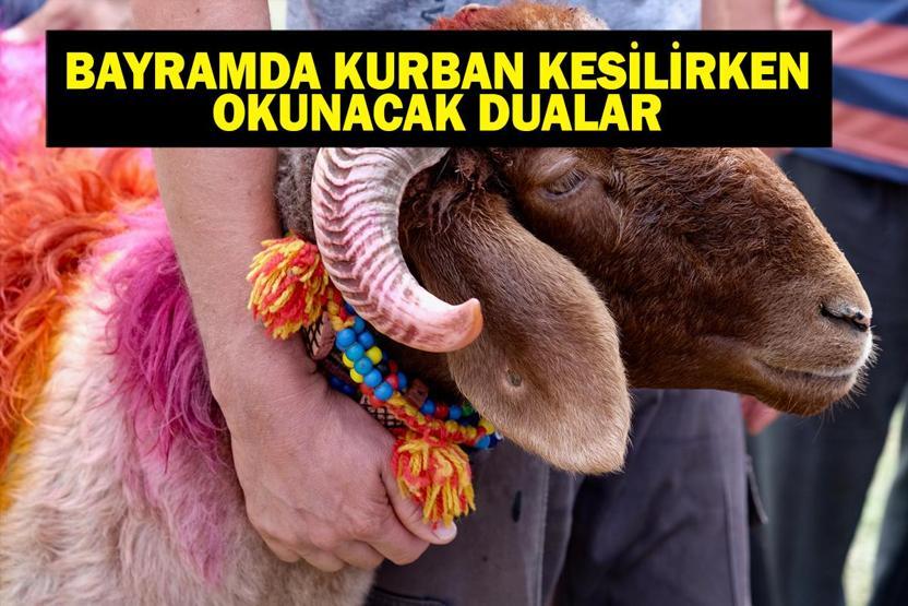 KURBAN KESİLİRKEN OKUNACAK DUA: Kurban Bayramında Kurban Kesilirken Hangi Dualar Okunur, Nasıl Kesilir Kurban Kesimi Adabı: Dualar, Niyet ve Dini Hükümler