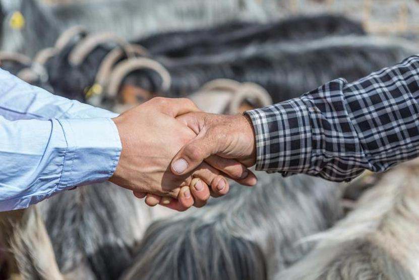 KURBAN KESİLİRKEN OKUNACAK DUA: Kurban Bayramında Kurban Kesilirken Hangi Dualar Okunur, Nasıl Kesilir Kurban Kesimi Adabı: Dualar, Niyet ve Dini Hükümler