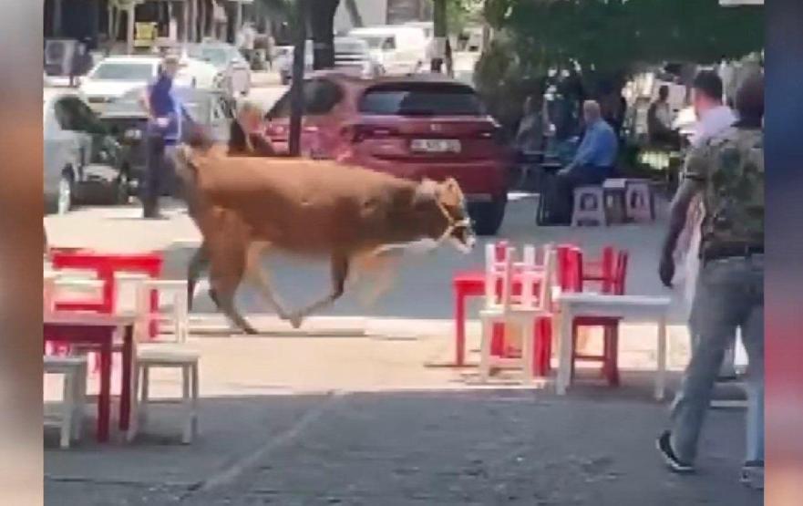 Maraton erken başladı: Sahibinin elinden kaçan kurbanlık mahalleyi peşine taktı