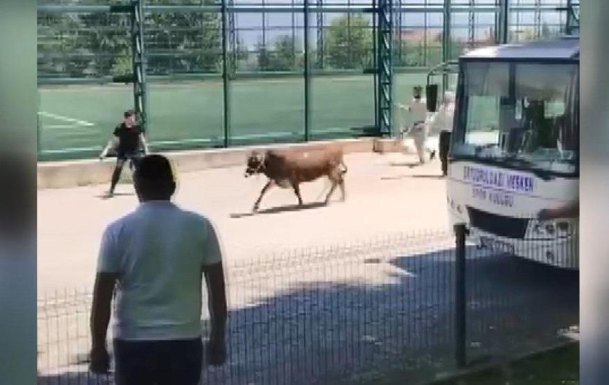 Maraton erken başladı: Sahibinin elinden kaçan kurbanlık mahalleyi peşine taktı
