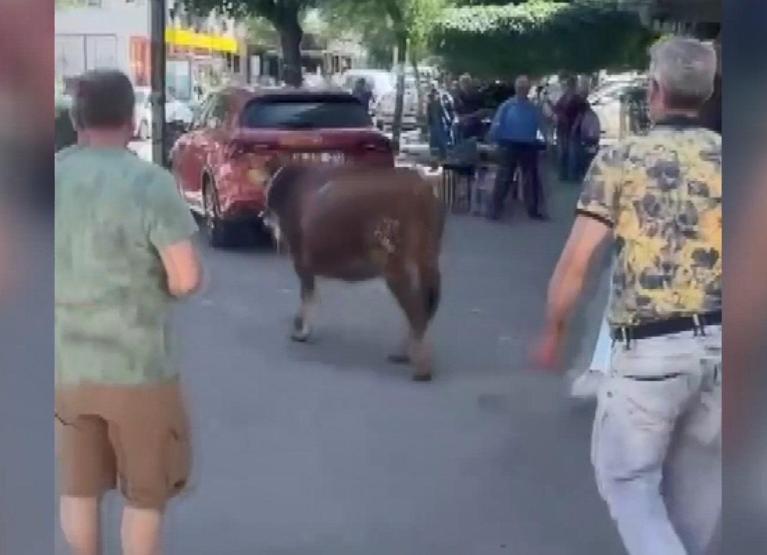 Maraton erken başladı: Sahibinin elinden kaçan kurbanlık mahalleyi peşine taktı