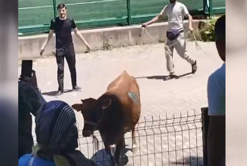 Maraton erken başladı: Sahibinin elinden kaçan kurbanlık mahalleyi peşine taktı