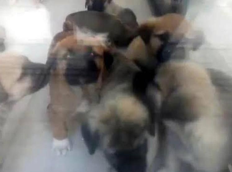 Cani doktorun kan donduran vahşeti: Hayvanlara cinsel istismar ve katliam | İğrenç detaylar ortaya çıktı