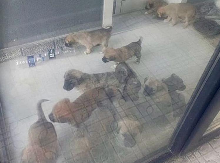 Cani doktorun kan donduran vahşeti: Hayvanlara cinsel istismar ve katliam | İğrenç detaylar ortaya çıktı