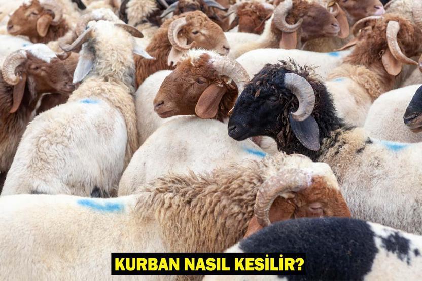 KURBAN NASIL KESİLİR Kurban Kesme Duası: Kurban Kesilirken Ne Denir Kurban Kesilince Kılınan Namaz Var mı