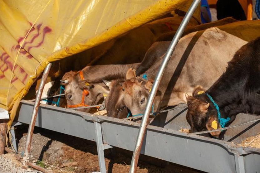 KURBAN NASIL KESİLİR Kurban Kesme Duası: Kurban Kesilirken Ne Denir Kurban Kesilince Kılınan Namaz Var mı