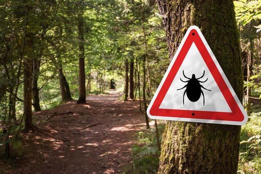 İstanbul’da kene uyarısı KKKA riski düşük, Lyme’a dikkat