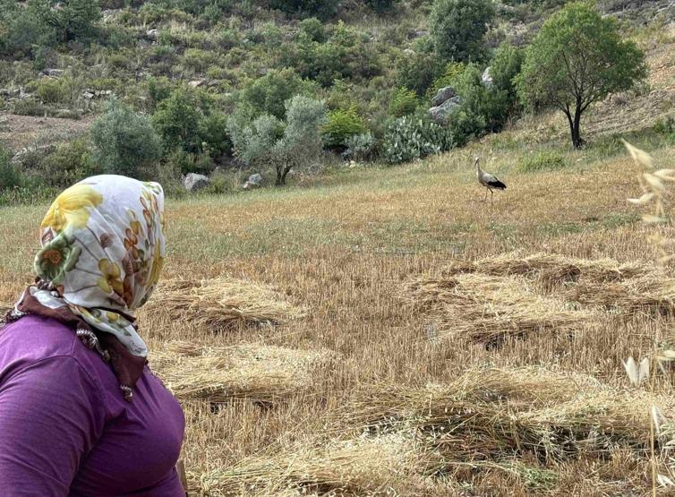 ‘Garip’ leylek, hasat zamanı yine geldi 15 yıldır çiftçilerin gönlünde taht kurdu: “Torunlarım gelmiş gibi mutlu oluyorum”