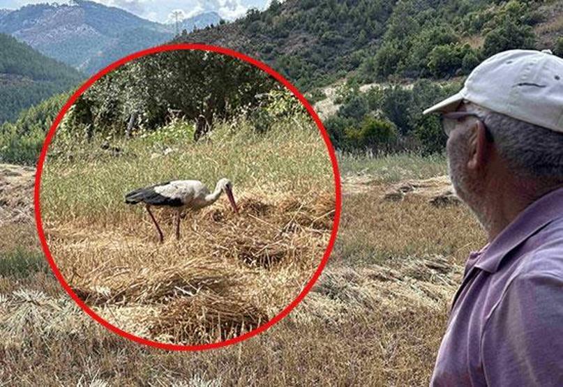 ‘Garip’ leylek, hasat zamanı yine geldi 15 yıldır çiftçilerin gönlünde taht kurdu: “Torunlarım gelmiş gibi mutlu oluyorum”