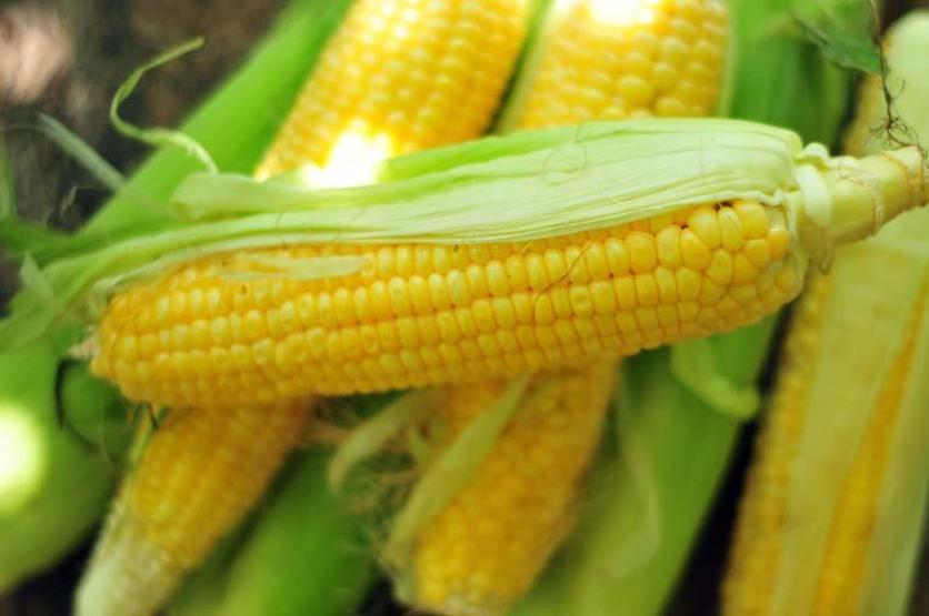 Lif, Mineral Ve Vitamin Deposu Çıktı Vücuda Tepeden Tırnağa Etkisi Var... Mısırın Bilinmeyen 6 Faydası