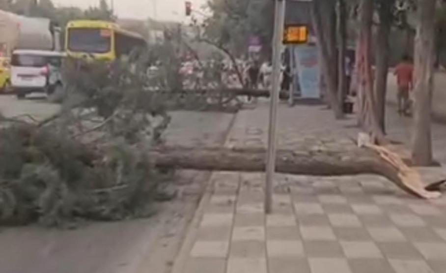 Gaziantepi Haziran ayında fırtına vurdu: Ağaçlar devrildi, toz bulutu şehri kapladı