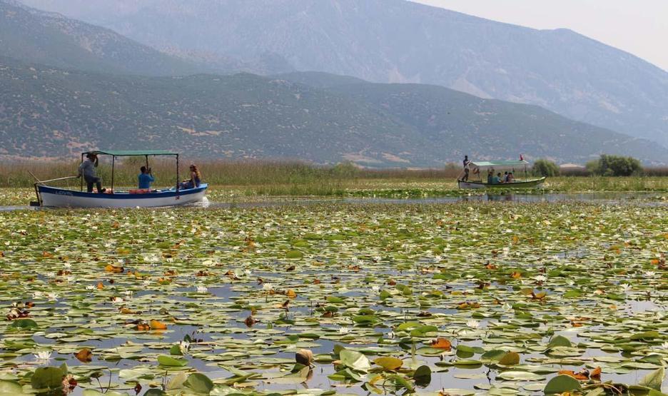 Denizliye Giden Uğramadan Dönmüyor Işıklı Gölü’nde Nilüfer Turizmi... Ziyaretçilerin İlgi Odağı Oldu