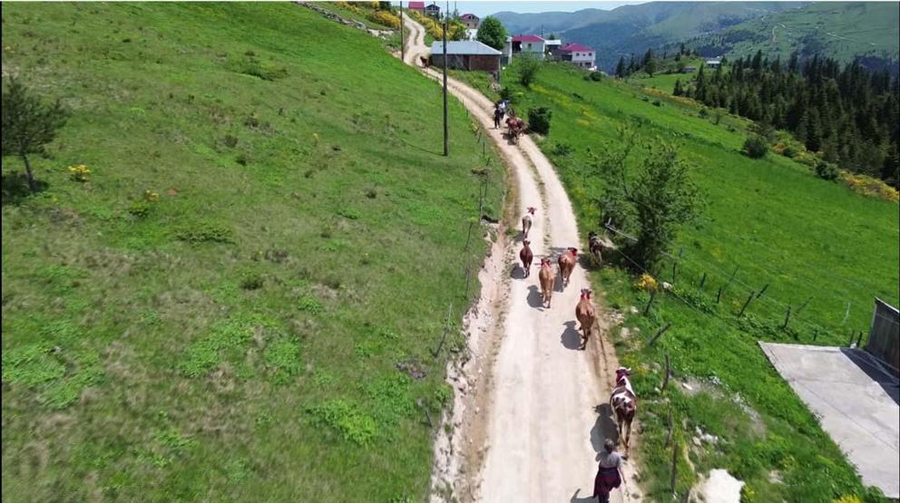 Karadeniz’de Asırlardır Yaşatılan Gelenek Türkülü, Manili Yayla Göçünden Renkli Görüntüler